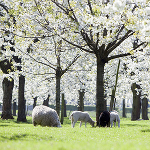 吃草的羊和羊羔在绿春草中吃原上露出樱花树地内靠近提勒支背景