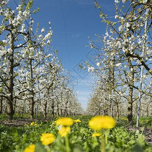 在阳光明媚的春日在靠近utrech的内地有开阔樱桃树杜查果园图片