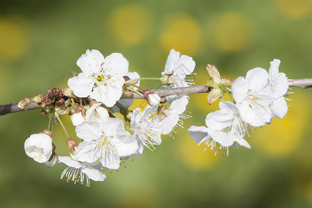 春天在荷兰的奥特勒支附近果园关闭樱花图片