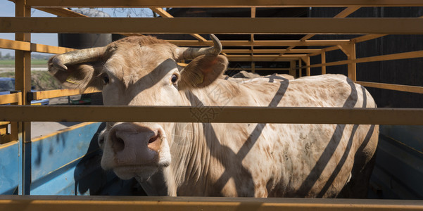 金发daitne奶牛准备在农场用手推车运输图片