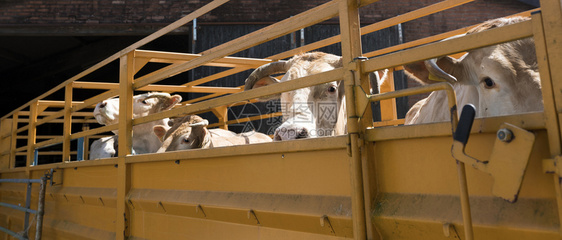金发daitn奶牛准备在农场用马车运输图片