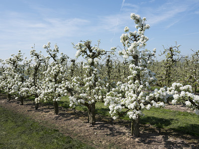 在荷兰乌特勒支附近的杜奇果园中美丽的白苹果花图片