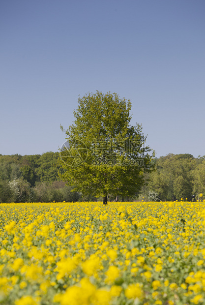 在乌特勒支附近的内地蓝天下,黄色种子田地和树木图片