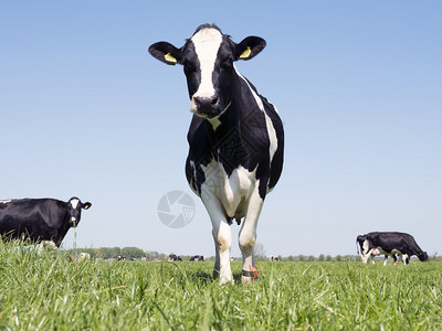 在阳光明媚的春天绿草地上白黑荷尔斯坦牛群阳光明媚的春日图片
