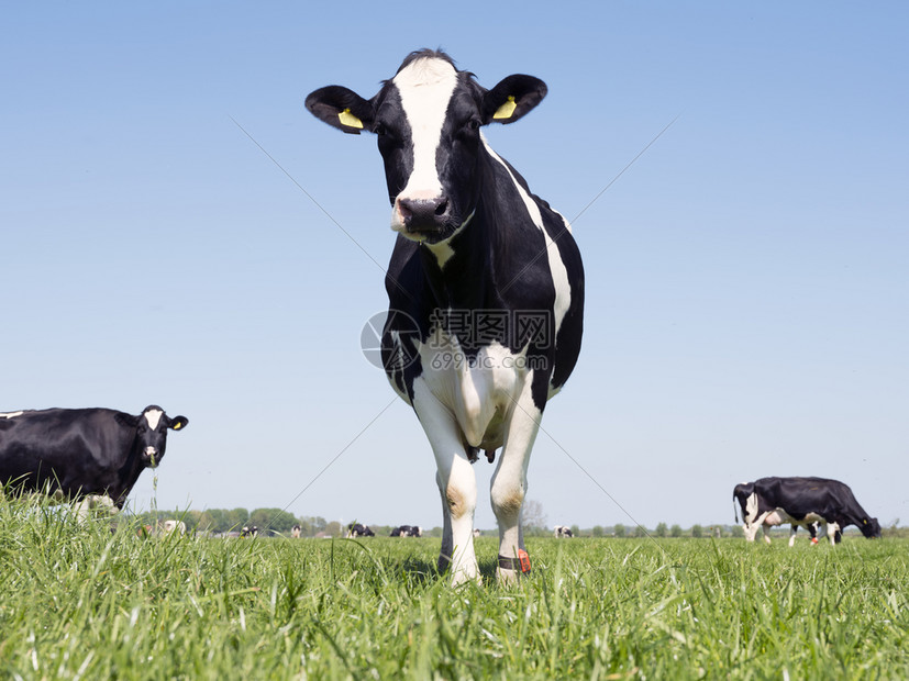 在阳光明媚的春天绿草地上白黑荷尔斯坦牛群阳光明媚的春日图片