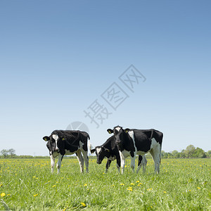 阳光明媚的春日绿草地上白黑小牛群和在青草地上图片