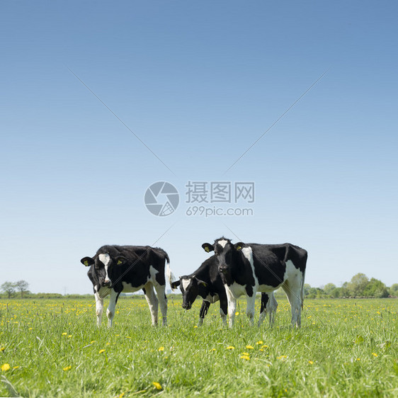 阳光明媚的春日绿草地上白黑小牛群和在青草地上图片