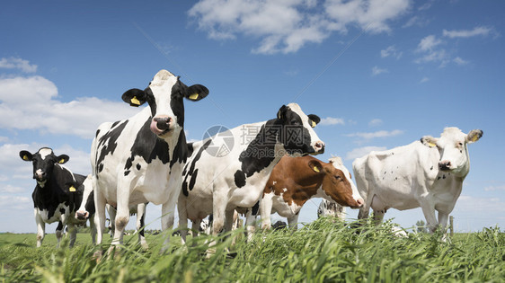 奶牛牛群肖像图片