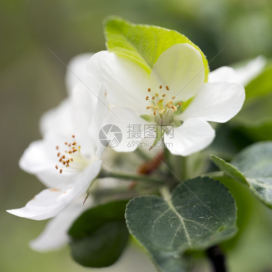 以无焦点的绿色背景关闭小苹果花图片