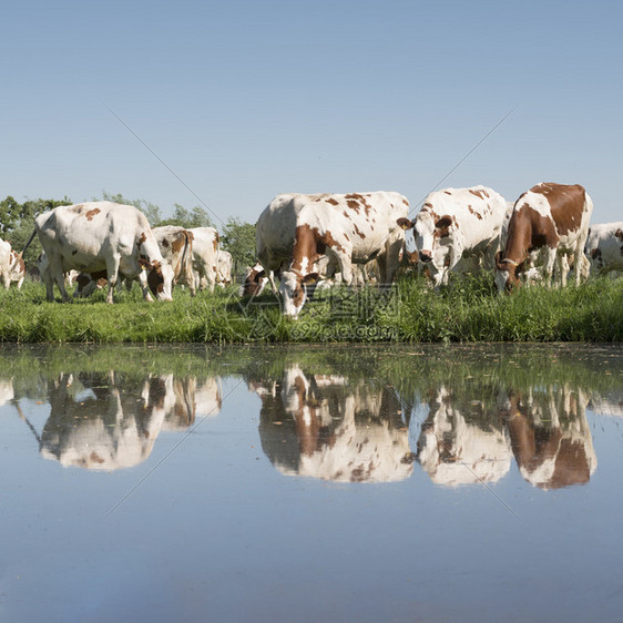 蓝天下的红奶牛和白绿草地盐水中反映阳光明媚的春日图片