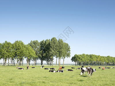 在阴原的阳光明媚夏日杜查草地的奶牛图片