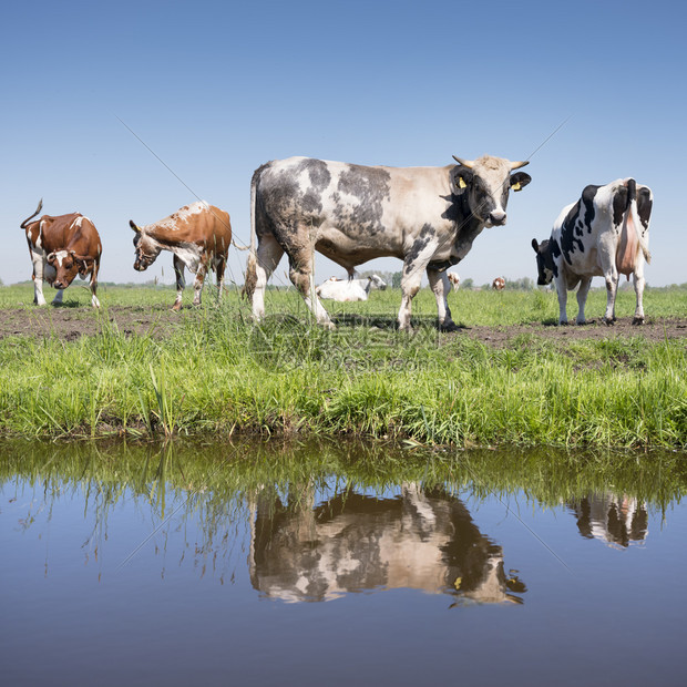 和牛在荷兰草地阳光明媚的夏日图片
