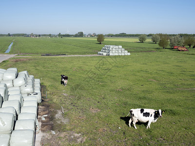 朱伊德霍兰省蓝天下有奶牛和青草以塑胶卷状的奶牛和草图片