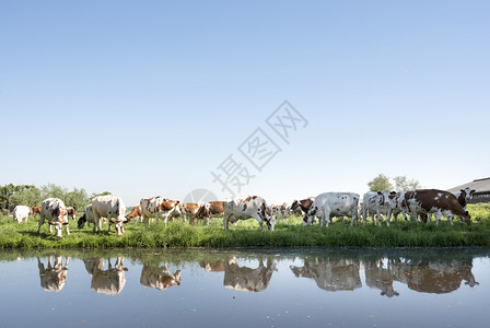 蓝天下的红奶牛和白绿草地盐水中反映阳光明媚的春日背景图片