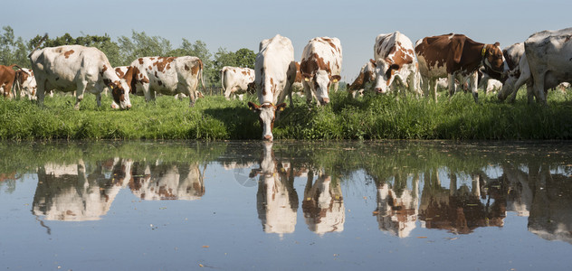 蓝天下的红奶牛和白绿草地盐水中反映阳光明媚的春日图片