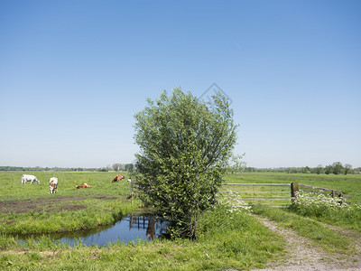 春天阳光明媚的日子里荷兰南部草地上有树和牛的圩田景观图片