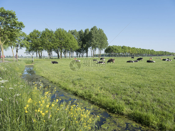 绿草地的奶牛全景图片