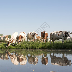 蓝天下的红奶牛和白绿草地盐水中反映阳光明媚的春日背景图片