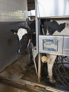 高科技挤奶机器图片