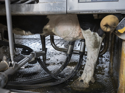 高科技挤奶机器图片素材