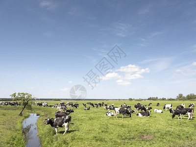 广阔草地上的奶牛图片