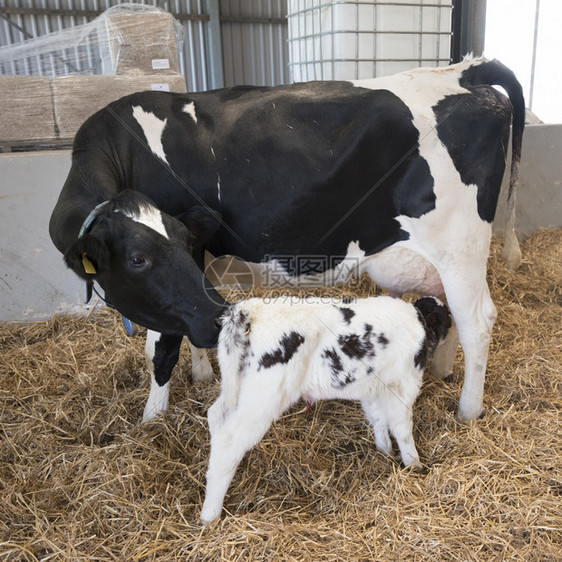 母牛正在给小牛喂奶图片