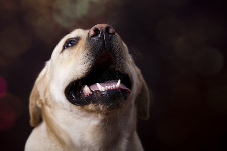 拉布多犬拉布多检索器彩饱和概念背景