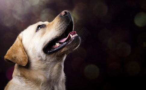 拉布多检索犬彩饱和概念背景图片