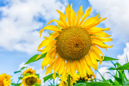 盛开的夏日田青向蓝天空的黄日葵图片
