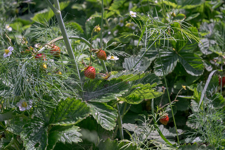 在花园背景的绿叶中熟草莓图片