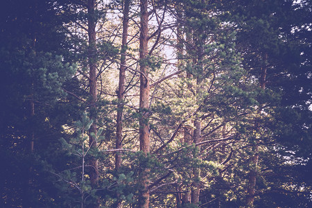 夏末清晨的松林古老颜色图片