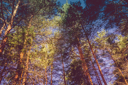 夏末清晨森林里的松树被过滤的背景图片