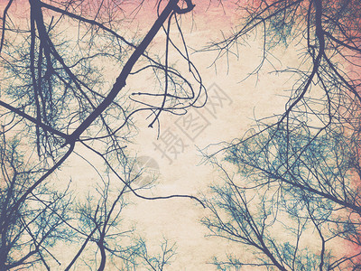 光树枝背景的彩色旧纸张纹理图片