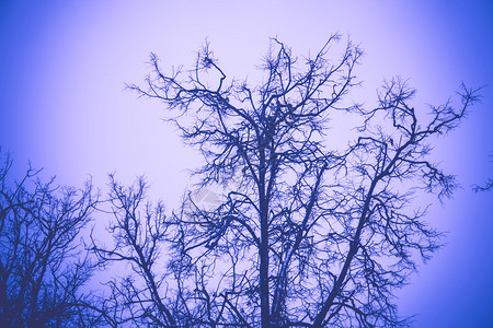 冬树的阴暗枝在城市公园里没有叶子被过滤图片