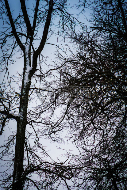 冬树的阴暗枝在城市公园里没有叶子图片
