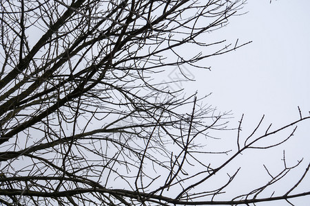 冬天枯萎的树枝图片
