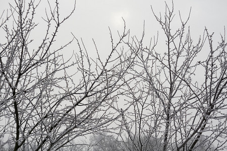 冬季无叶的雪树自然背景图片