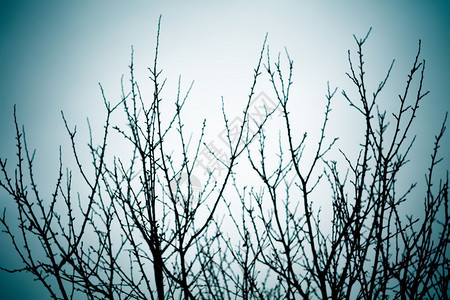 无叶的冬树枝反光效果图片