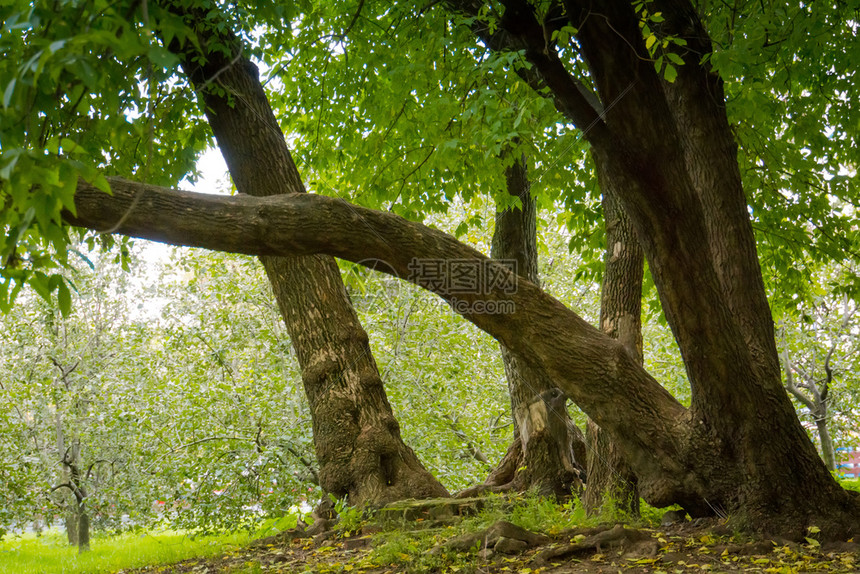 秋天初在市公园里长着绿叶的大弯曲树