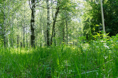森林里的绿色植被图片