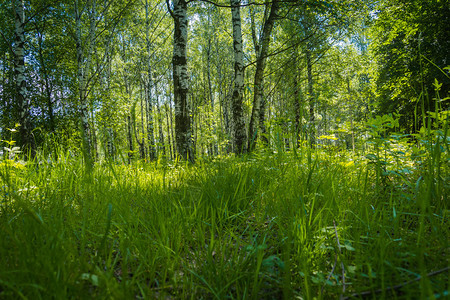 森林里的绿色植被图片
