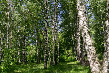 灌木丛阳光图片