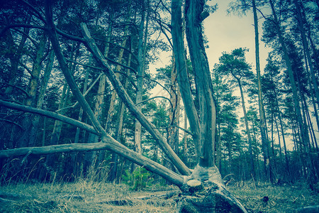 森林中被破坏的树木毛骨悚然大枝过滤背景图片