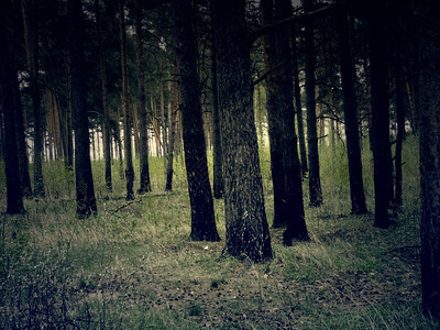 春天莫斯科地区的松树林古老光效果图片
