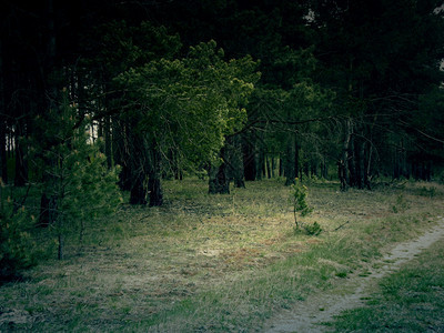傍晚的松树林景象背景图片