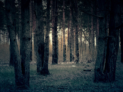 光线暗淡的松树林图片素材