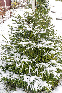 绿树枝上布满雪图片