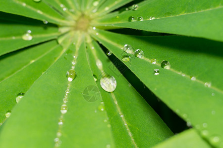 水滴和大绿叶图片
