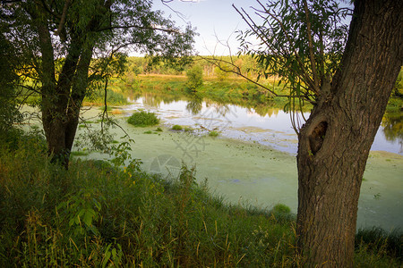 平静的河流和绿林平的风景图片