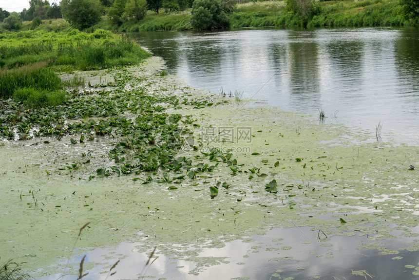 河里的绿叶百合图片